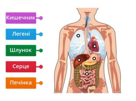Органи травлення людини - Навчальні ресурси